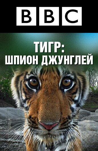 BBC: Тигр — Шпион джунглей / Tiger: Spy in the Jungle