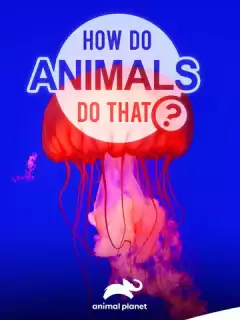 Удивительный мир животных / How do Animals do That