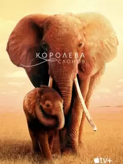 Королева слонов / The Elephant Queen
