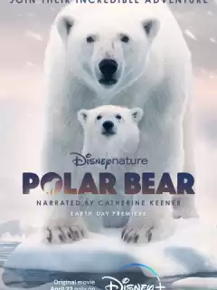 Полярный медведь / Polar Bear