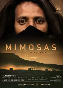 Мимозы / Mimosas